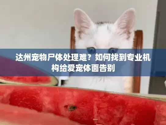 达州宠物尸体处理难？如何找到专业机构给爱宠体面告别