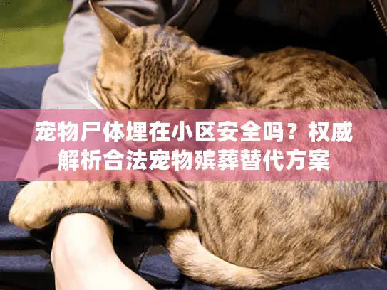 宠物尸体埋在小区安全吗？权威解析合法宠物殡葬替代方案