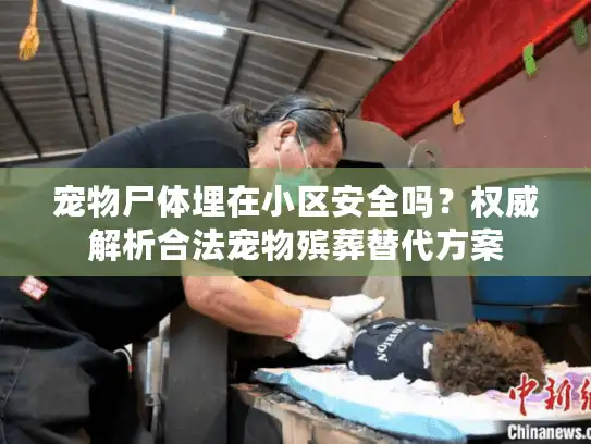 宠物尸体埋在小区安全吗？权威解析合法宠物殡葬替代方案