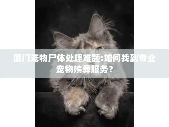 厦门宠物尸体处理难题:如何找到专业宠物殡葬服务？