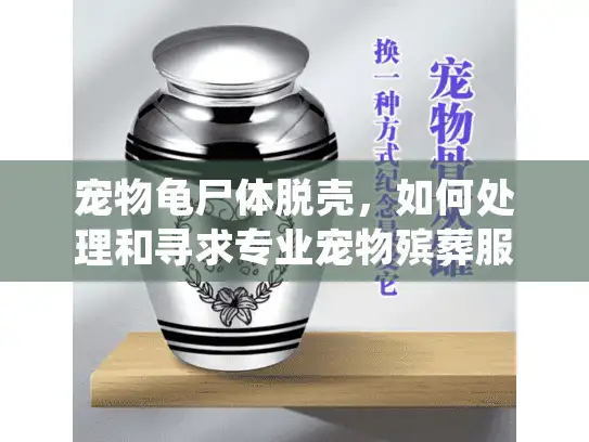 宠物龟尸体脱壳，如何处理和寻求专业宠物殡葬服务？