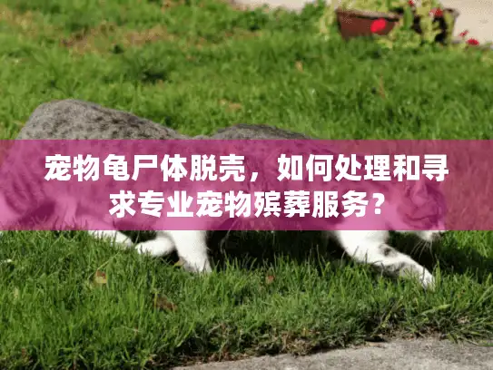 宠物龟尸体脱壳，如何处理和寻求专业宠物殡葬服务？