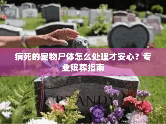 病死的宠物尸体怎么处理才安心？专业殡葬指南