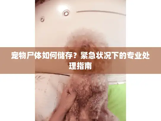 宠物尸体如何储存？紧急状况下的专业处理指南