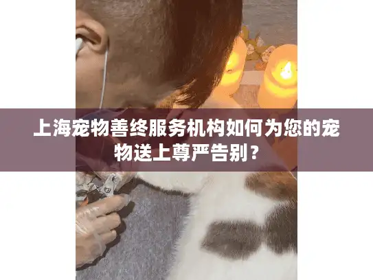 上海宠物善终服务机构如何为您的宠物送上尊严告别？