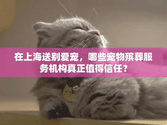 在上海送别爱宠，哪些宠物殡葬服务机构真正值得信任？