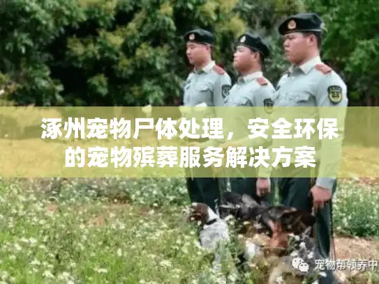 涿州宠物尸体处理，安全环保的宠物殡葬服务解决方案