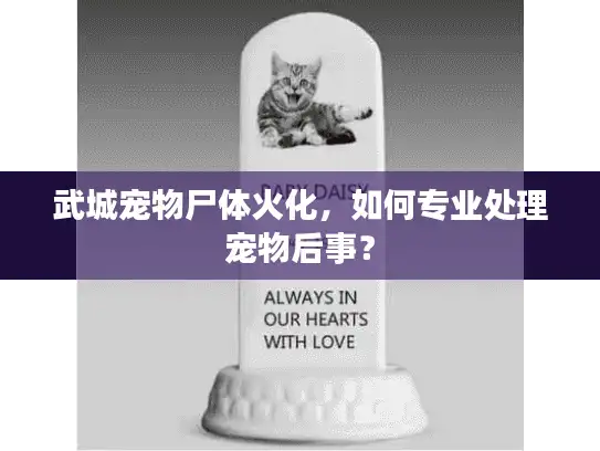 武城宠物尸体火化，如何专业处理宠物后事？