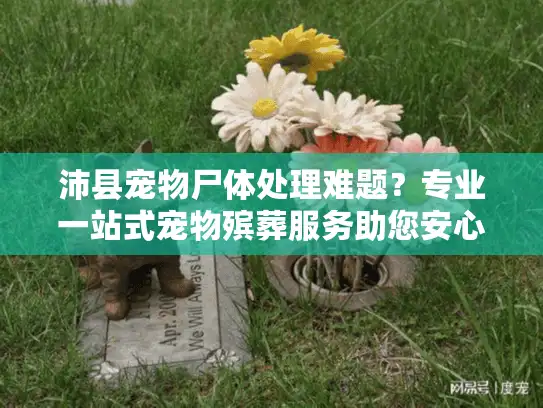 沛县宠物尸体处理难题？专业一站式宠物殡葬服务助您安心告别
