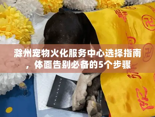 滁州宠物火化服务中心选择指南，体面告别必备的5个步骤