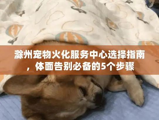 滁州宠物火化服务中心选择指南，体面告别必备的5个步骤