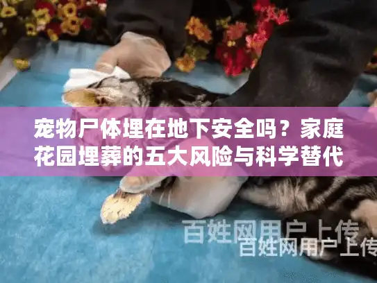 宠物尸体埋在地下安全吗？家庭花园埋葬的五大风险与科学替代方案