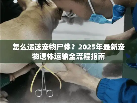 怎么运送宠物尸体？2025年最新宠物遗体运输全流程指南