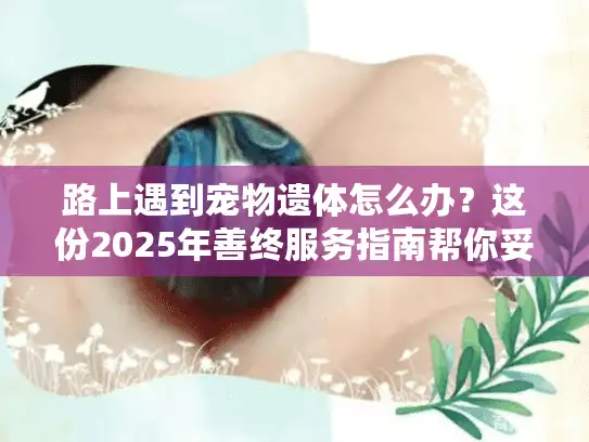 路上遇到宠物遗体怎么办？这份2025年善终服务指南帮你妥善处理
