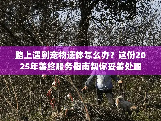 路上遇到宠物遗体怎么办？这份2025年善终服务指南帮你妥善处理