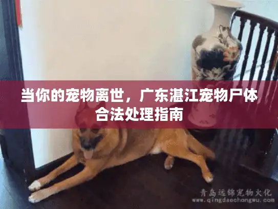 当你的宠物离世，广东湛江宠物尸体合法处理指南