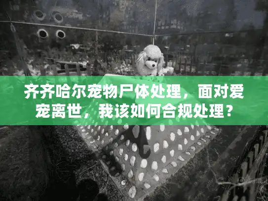 齐齐哈尔宠物尸体处理，面对爱宠离世，我该如何合规处理？