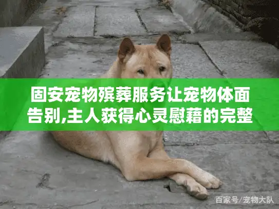 固安宠物殡葬服务让宠物体面告别,主人获得心灵慰藉的完整解决方案