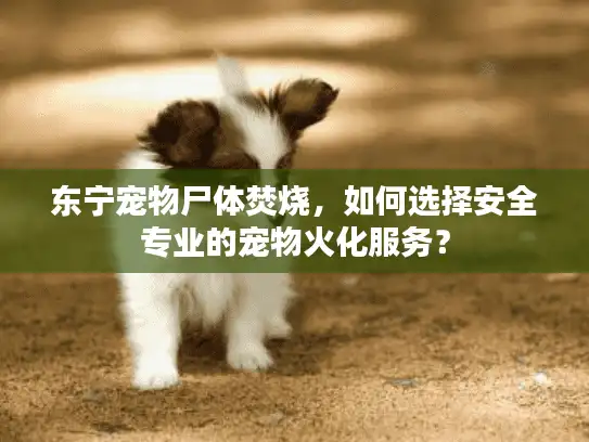 东宁宠物尸体焚烧，如何选择安全专业的宠物火化服务？