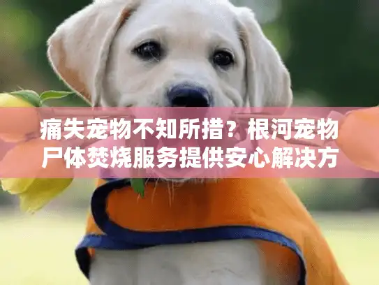 痛失宠物不知所措？根河宠物尸体焚烧服务提供安心解决方案