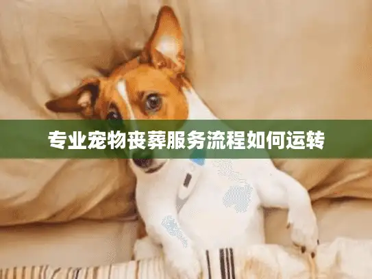 专业宠物丧葬服务流程如何运转