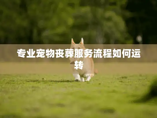 专业宠物丧葬服务流程如何运转