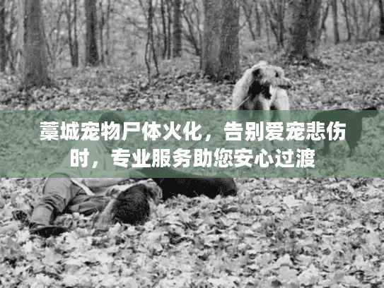 藁城宠物尸体火化，告别爱宠悲伤时，专业服务助您安心过渡