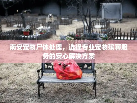 南安宠物尸体处理，选择专业宠物殡葬服务的安心解决方案