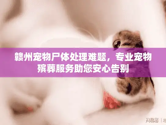 赣州宠物尸体处理难题，专业宠物殡葬服务助您安心告别