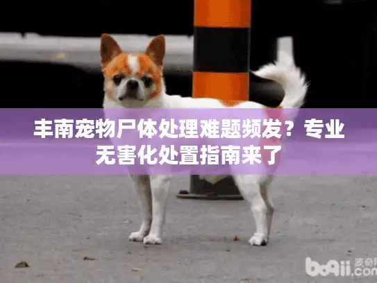 丰南宠物尸体处理难题频发？专业无害化处置指南来了