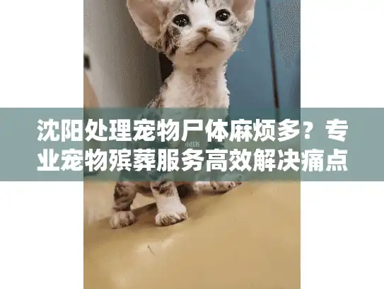 沈阳处理宠物尸体麻烦多？专业宠物殡葬服务高效解决痛点
