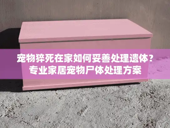 宠物猝死在家如何妥善处理遗体？专业家居宠物尸体处理方案