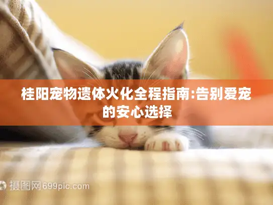 桂阳宠物遗体火化全程指南:告别爱宠的安心选择