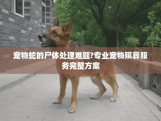 宠物蛇的尸体处理难题?专业宠物殡葬服务完整方案
