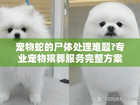 宠物蛇的尸体处理难题?专业宠物殡葬服务完整方案