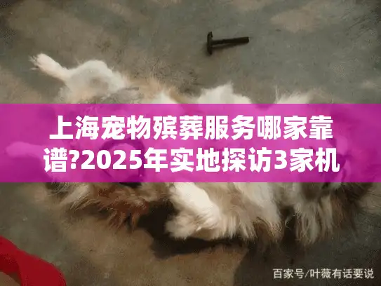 上海宠物殡葬服务哪家靠谱?2025年实地探访3家机构对比