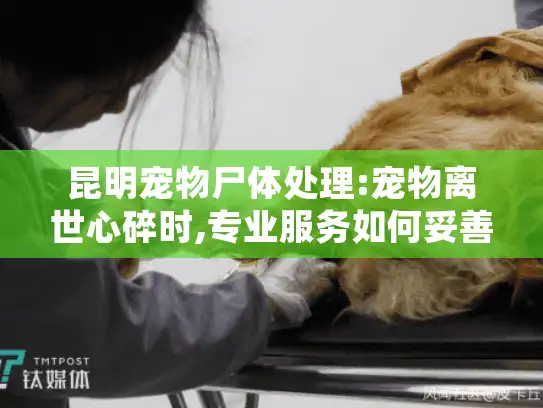 昆明宠物尸体处理:宠物离世心碎时,专业服务如何妥善安置?