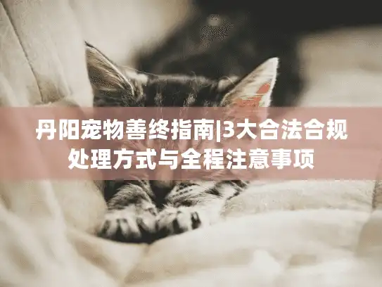 丹阳宠物善终指南|3大合法合规处理方式与全程注意事项