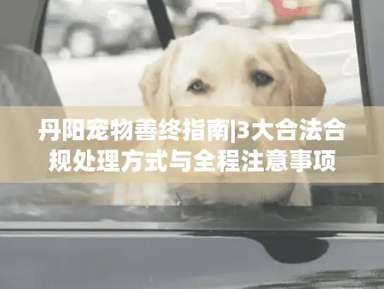 丹阳宠物善终指南|3大合法合规处理方式与全程注意事项