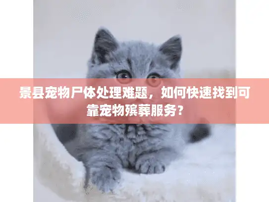 景县宠物尸体处理难题，如何快速找到可靠宠物殡葬服务？