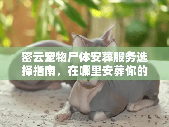 密云宠物尸体安葬服务选择指南，在哪里安葬你的爱宠？