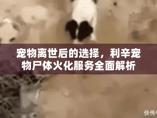 宠物离世后的选择，利辛宠物尸体火化服务全面解析