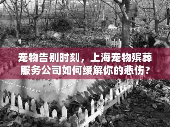 宠物告别时刻，上海宠物殡葬服务公司如何缓解你的悲伤？