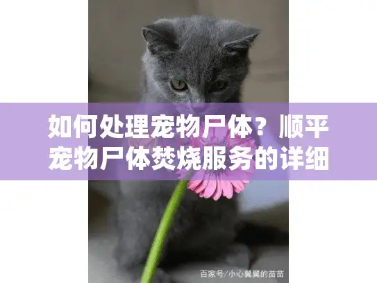 如何处理宠物尸体？顺平宠物尸体焚烧服务的详细指南