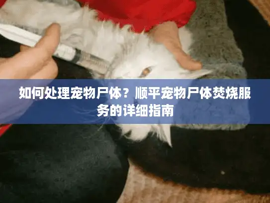 如何处理宠物尸体？顺平宠物尸体焚烧服务的详细指南