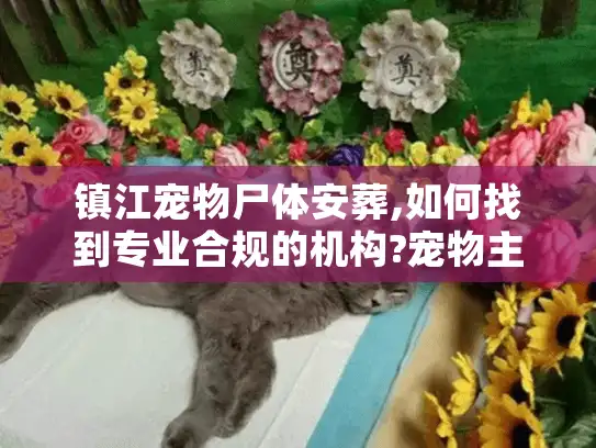 镇江宠物尸体安葬,如何找到专业合规的机构?宠物主人必看指南