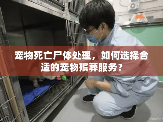 宠物死亡尸体处理，如何选择合适的宠物殡葬服务？