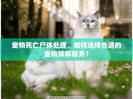 宠物死亡尸体处理，如何选择合适的宠物殡葬服务？