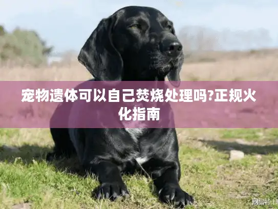 宠物遗体可以自己焚烧处理吗?正规火化指南