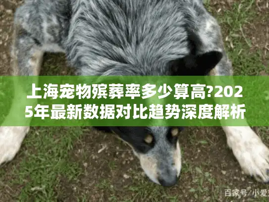 上海宠物殡葬率多少算高?2025年最新数据对比趋势深度解析